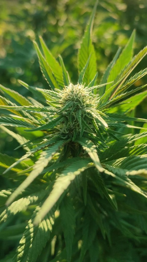 Plante cbd